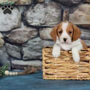 Cuddles, Cavalier King Charles Mix Puppy