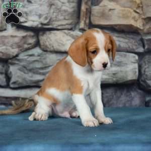 Cuddles, Cavalier King Charles Mix Puppy