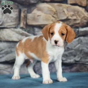 Cuddles, Cavalier King Charles Mix Puppy