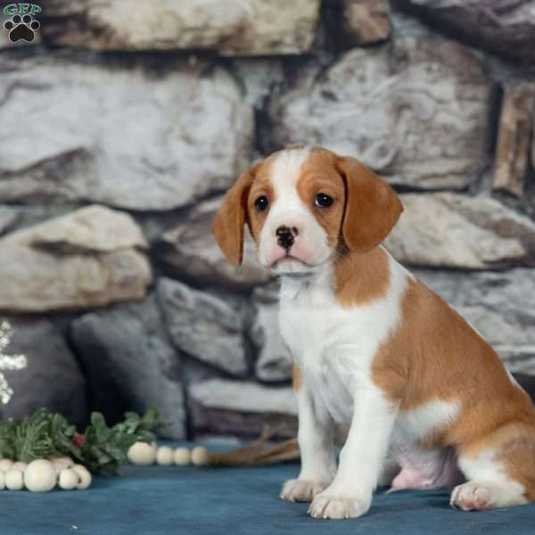 Cuddles, Cavalier King Charles Mix Puppy