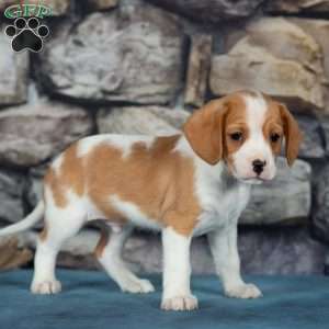 Cuddles, Cavalier King Charles Mix Puppy