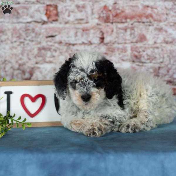 Coach, Miniature Poodle Puppy