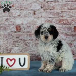 Coach, Miniature Poodle Puppy