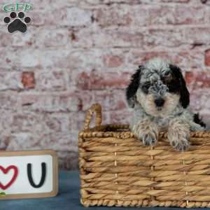 Coach, Miniature Poodle Puppy