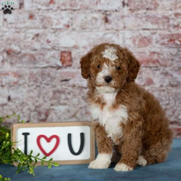 Captain, Miniature Poodle Puppy