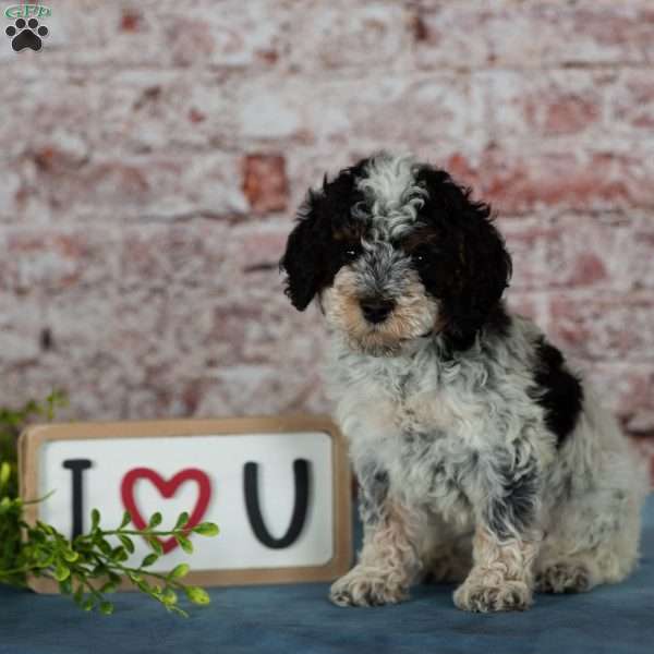 Charlotte, Miniature Poodle Puppy
