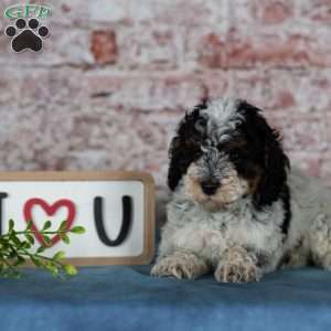 Charlotte, Miniature Poodle Puppy