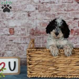 Charlotte, Miniature Poodle Puppy