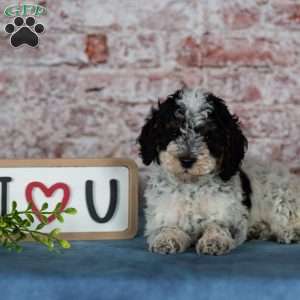 Charlotte, Miniature Poodle Puppy