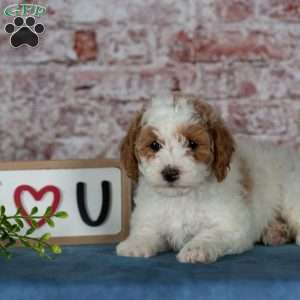 Cinderella, Miniature Poodle Puppy