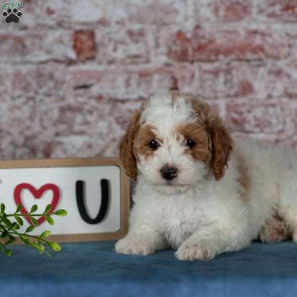 Cinderella, Miniature Poodle Puppy