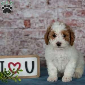 Cinderella, Miniature Poodle Puppy