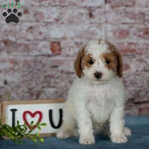 Cinderella, Miniature Poodle Puppy