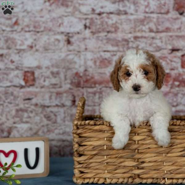 Cinderella, Miniature Poodle Puppy