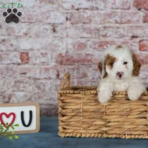 Connor, Miniature Poodle Puppy