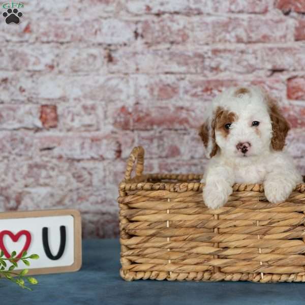 Connor, Miniature Poodle Puppy