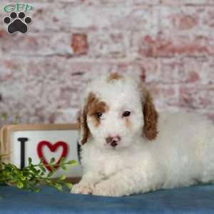 Connor, Miniature Poodle Puppy