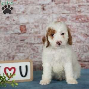 Connor, Miniature Poodle Puppy