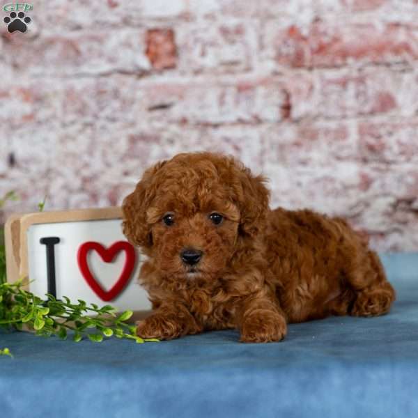 Buddy, Miniature Poodle Puppy