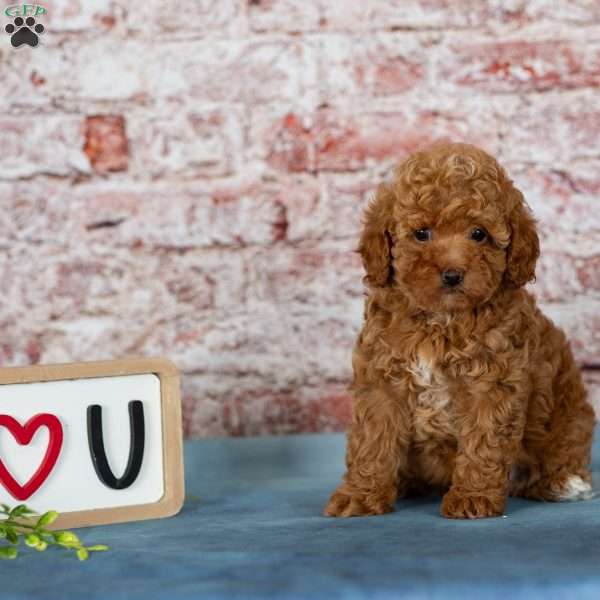 Beauty, Miniature Poodle Puppy