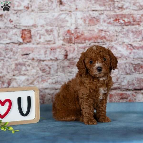Dallas, Miniature Poodle Puppy