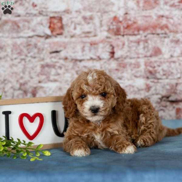 Darling, Miniature Poodle Puppy