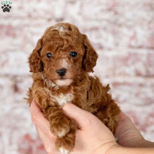 Domino, Miniature Poodle Puppy