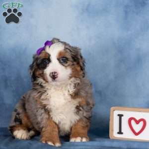 Taffy, Bernedoodle Puppy