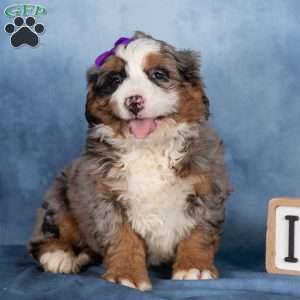 Taffy, Bernedoodle Puppy