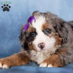 Taffy, Bernedoodle Puppy