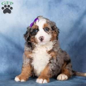 Taffy, Bernedoodle Puppy