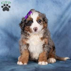 Taffy, Bernedoodle Puppy