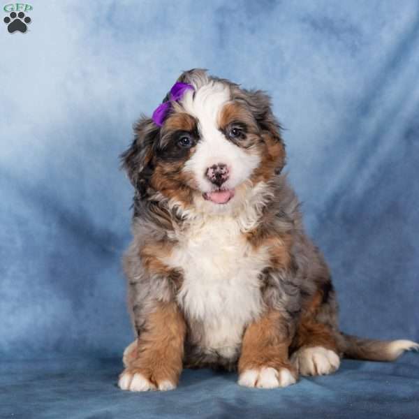 Taffy, Bernedoodle Puppy
