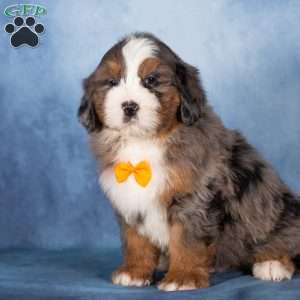 Theo, Bernedoodle Puppy