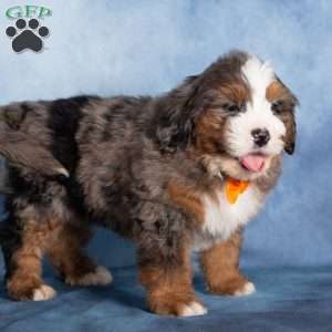 Theo, Bernedoodle Puppy