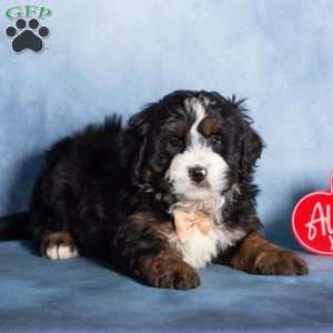 Timber, Bernedoodle Puppy