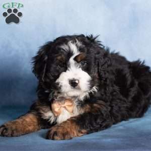 Timber, Bernedoodle Puppy