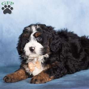 Timber, Bernedoodle Puppy