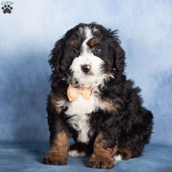 Timber, Bernedoodle Puppy