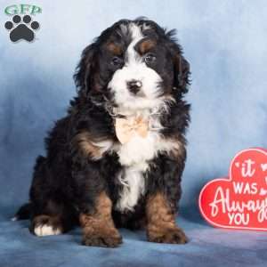 Timber, Bernedoodle Puppy
