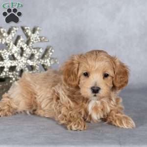 Ranger, Maltipoo Puppy