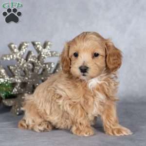 Ranger, Maltipoo Puppy