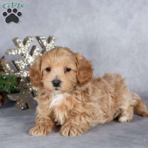Ranger, Maltipoo Puppy