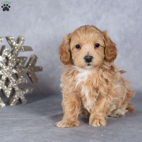Ranger, Maltipoo Puppy