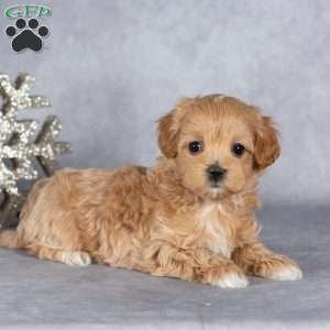 Ruby, Maltipoo Puppy