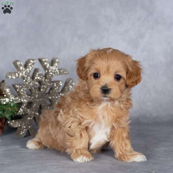 Ruby, Maltipoo Puppy