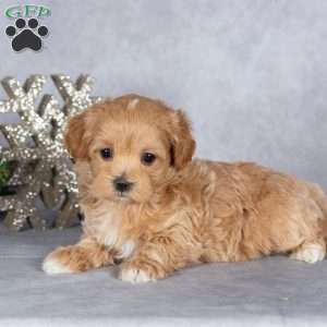 Ruby, Maltipoo Puppy