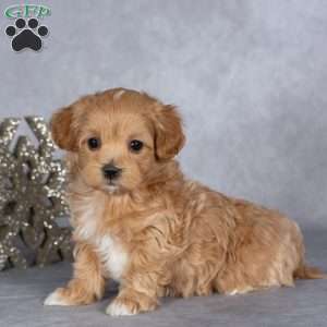 Ruby, Maltipoo Puppy