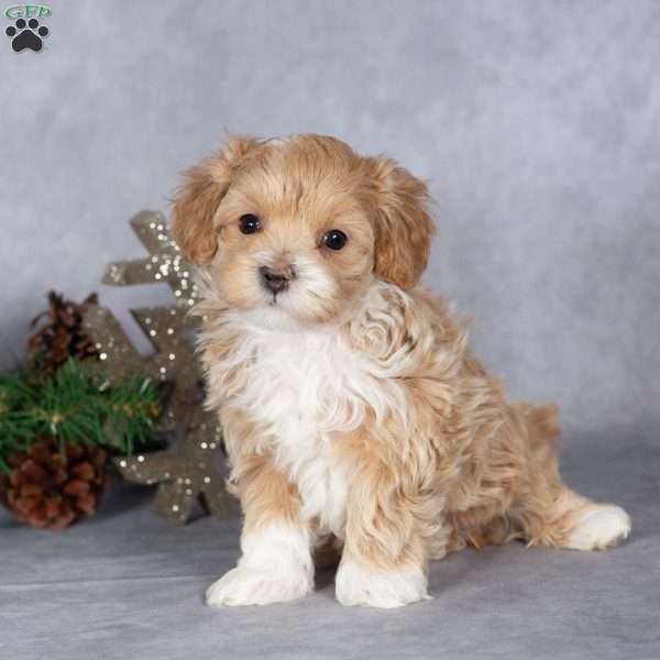 Roxie, Maltipoo Puppy