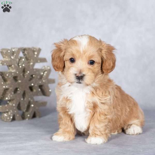 Remi, Maltipoo Puppy